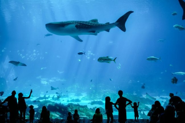 Biggest Aquariums In The World