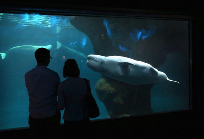 The Shedd Aquarium, Chicago, Illinois